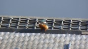 みやぞの野鳥の池